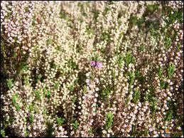 Quelle est cette plante ?