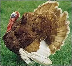 Quel est cet animal ?