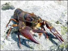 Quel est cet animal ?