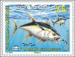 Dans quelles eaux, ce thon jaune de Nouvelle-Caldonie est-il absent ?