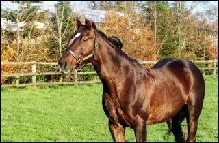 Ourasi était un cheval bien réel. Surnommé le ''roi fainéant'' pour sa classe nonchalante. Il est devenu une légende vivante dans le monde du...