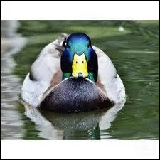  quoi sert le bec plat du canard colvert ?