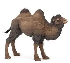 Quel est cet animal ?