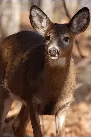 Quel est cet animal ?