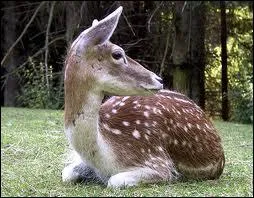 Quel est cet animal ?