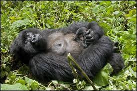 Comment appelle-t-on le mle dominant chez les gorilles ?