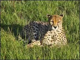 Le gupard est le flin le plus rapide :