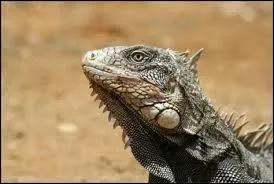 Quelle est la particularit de l'iguane ?