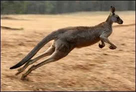 Quelle est la particularit du kangourou ?