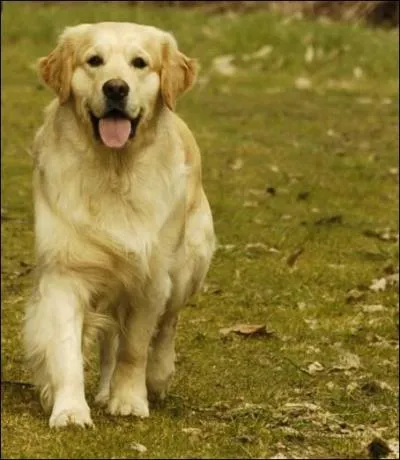 Le chien est le meilleur ami de l'homme :