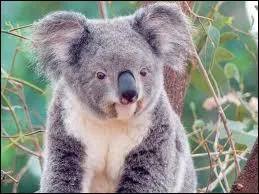 Combien de temps dort le koala ?
