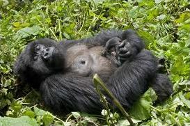 Quiz Animaux