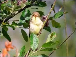 Comment se nomme cet oiseau ?