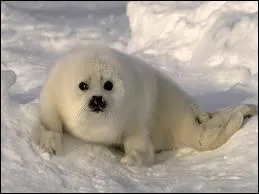 Est-ce un phoque ou une otarie ?