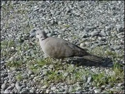 Comment se nomme cet oiseau ?