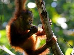 Quiz Animaux