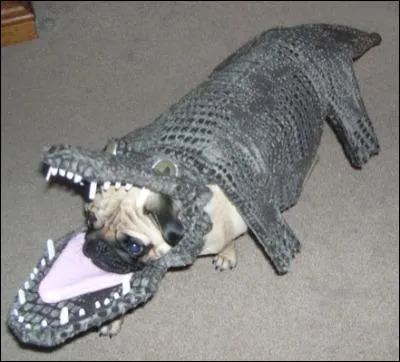 En quoi suis-je dguis ?