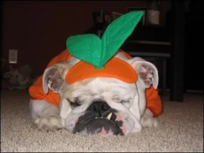 Fin prt pour Halloween. En quoi suis-je dguis ?