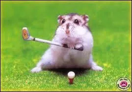 Je vais t'aider le chat ! Il va falloir bien viser ! Quel sport fait le hamster ?