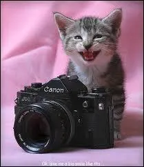 Attends, je vais te photographier ! Sur quoi est assis le chat ?