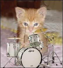 Je vais vous accompagner avec un solo de batterie ! Quel animal joue de la batterie ?
