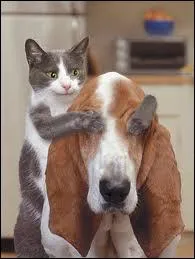 Surprise ! Quel animal a les yeux cachs ?