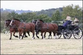 Quelle est la discipline ?
