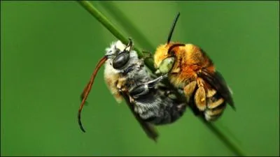 Ces deux-l n'en sont qu'aux prmices, ensuite ils vont y aller dard-dard !