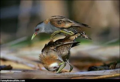 Tous les oiseaux ont une particularit, unique et inexplique !