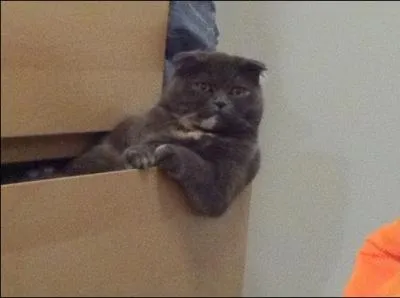 Pourquoi le chat intresse-t-il autant les marques publicitaires ?