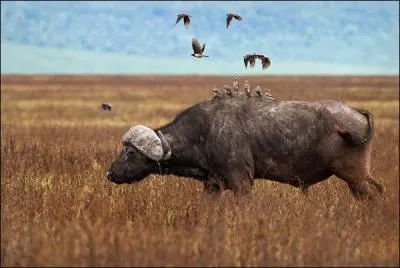 Ce ruminant  la tte bien particulire, vous le trouverez dans les plaines ...