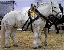 Quelle est la race de ce cheval ?
