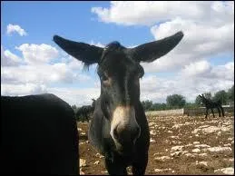 Qui sont les parents de cette mule ?