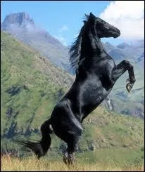 Comment appelle-t-on un cheval entier reproducteur ?