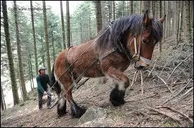 Quel est le travail ralis par ce cheval ?