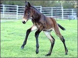 En moyenne, la jument donne naissance ...