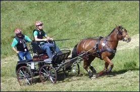 Quelle est cette discipline questre ?