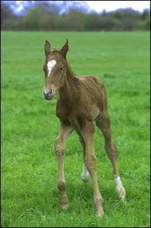 Combien de temps aprs sa naissance le poulain est-il capable de marcher ?