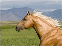 Quelle est l'esprance de vie d'un cheval domestique en bonne sant ?