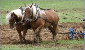 Quel est le travail ralis par ces chevaux ?