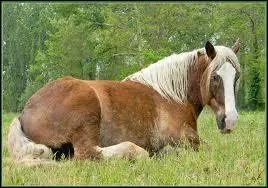 Le cheval dort peu (environ 5 heures par jour). Comment dort-il quand il est trs fatigu (aprs le travail de la question 8) ?