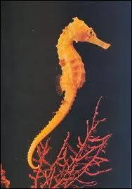 Quel est l'autre nom de l'hippocampe ?