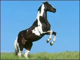 Quelle est la robe de ce cheval ?