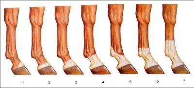Comment appelle-t-on les traces blanches sur les membres ?