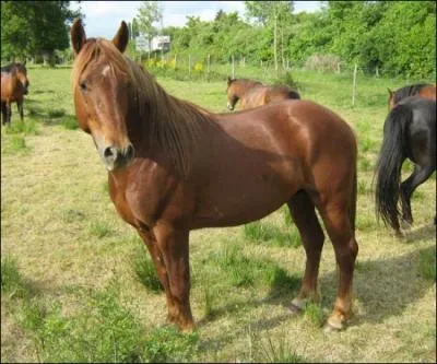 A partir de quelle taille un poney devient cheval ?