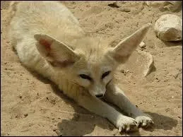 Complte - Le fennec dort gnralement :