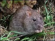 Quelle est cette unit ?