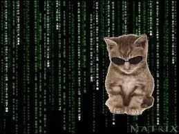 De quelle srie ce chat est-il issu ?