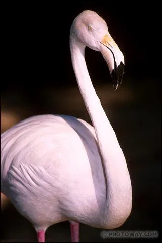 Pourquoi les flamants roses sont-il roses ?