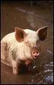 Pourquoi les cochons se roulent t-ils dans la boue ?